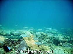 Fish on the inside reef at Lauderdale by the Sea by Michael Kovach 